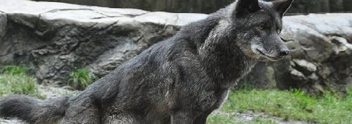 Der Wolf als Urahn des Hundes